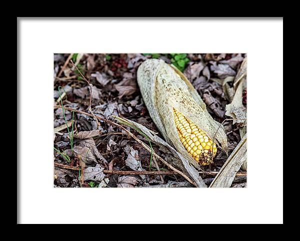 Corn Framed Print featuring the photograph Corn on the Grounds by Amelia Pearn