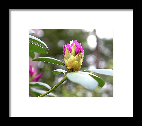 Rhododendron Framed Print featuring the photograph Cornell Botanic Gardens #5 by Mindy Musick King