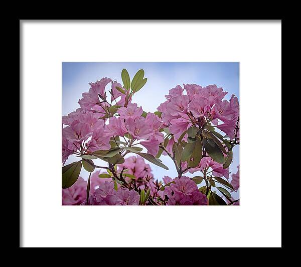 Rhododendron Framed Print featuring the photograph Cornell Botanic Gardens #6 by Mindy Musick King