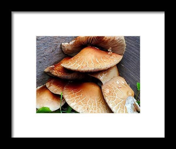 Mushrooms Framed Print featuring the photograph Corner 'shrooms by Jean Evans