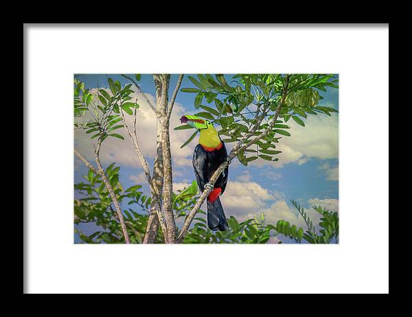  Framed Print featuring the photograph Costa Rica Color by Marcy Wielfaert