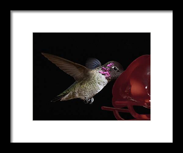 Costa's Framed Print featuring the photograph Costa's Hummingbird by Hershey Art Images