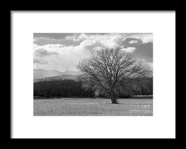 Bosque Del Apache Framed Print featuring the photograph Cottonwood Tree by Maresa Pryor-Luzier