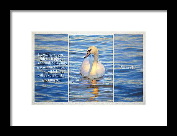 Swan Framed Print featuring the photograph Covering You With His Feathers by Ola Allen