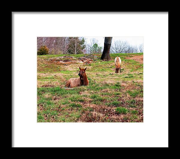 Elk Framed Print featuring the photograph Cow and Bull Elk in Field by Flees Photos