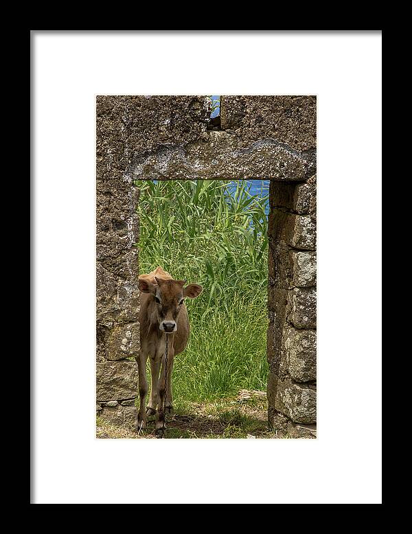 Cow Framed Print featuring the photograph Cow Came Home by Denise Kopko