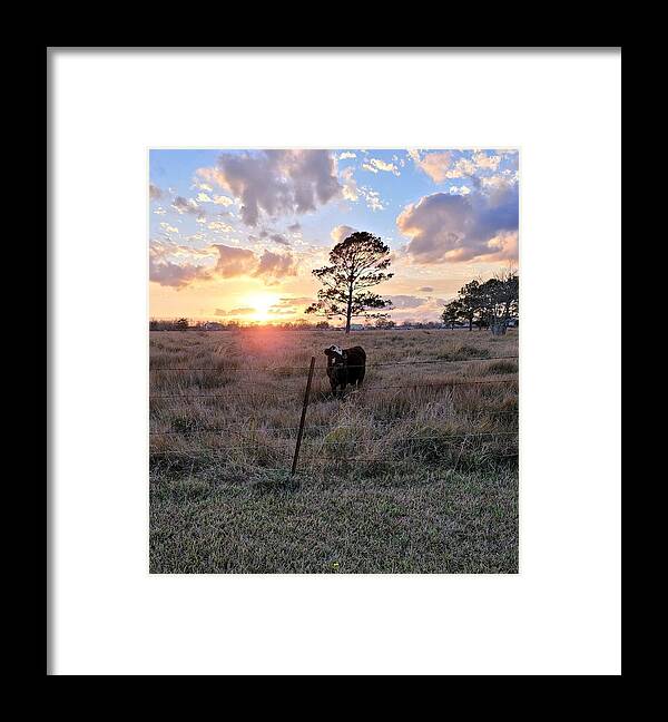 Texas Framed Print featuring the photograph Cow in Sunset by Tambra Nicole Kendall