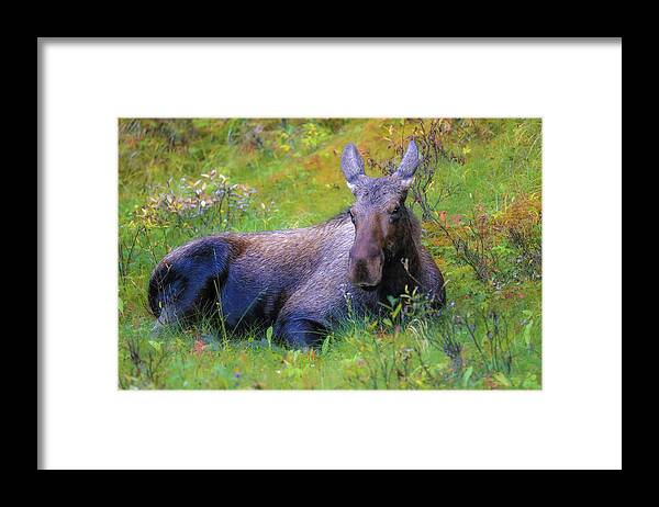Cow Moose In Field Framed Print featuring the photograph Cow Moose In Field by Dan Sproul
