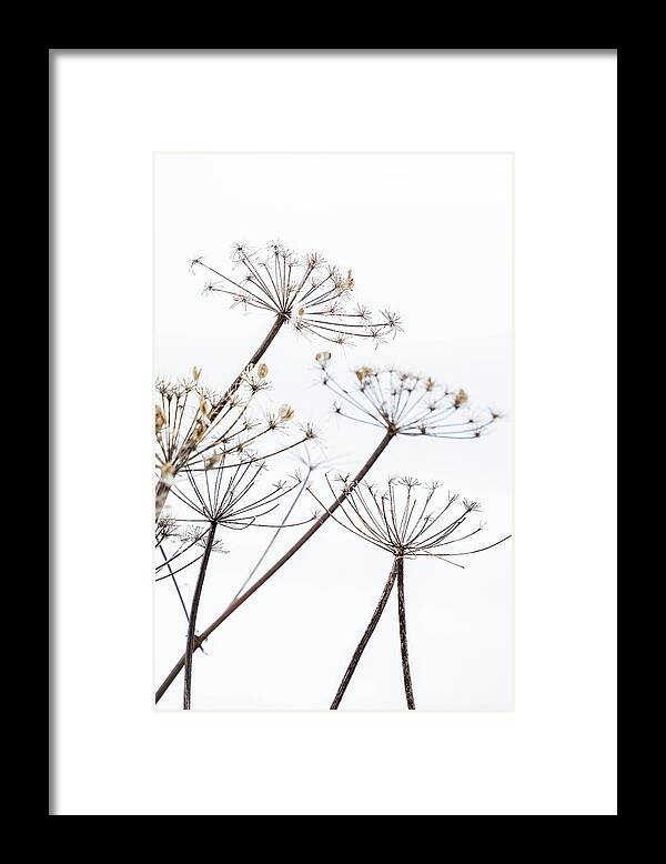 Richard Nixon Framed Print featuring the photograph Cow Parsley Seed Heads by Richard Nixon