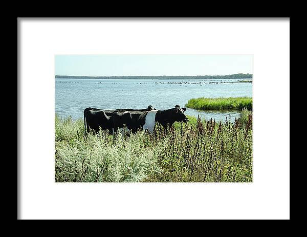 Cows Framed Print featuring the photograph Cows at the beach by Elaine Berger