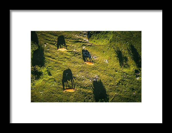 Shadow Framed Print featuring the photograph Cows Grazing at Mount Olympus by Posnov