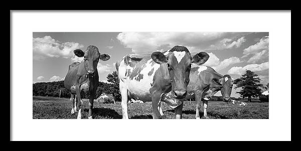 Agriculture Animal Themes Cloud Black And White Cow Day Dodge County Domestic Cattle Field Herbivorous Horizontal Livestock Mammal Medium Group Of Animals Nature No People Outdoors Panoramic Photography Rural Scene Shadow Sky Sunlight Tranquil Scene Travel Destinations Usa Wisconsin Waupun Framed Print featuring the photograph Cows in a field, Waupun, Dodge County, Wisconsin, USA by Panoramic Images