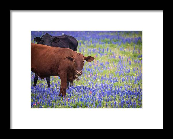 Hill Country Framed Print featuring the photograph Cows in Bluebonnets by Erin K Images