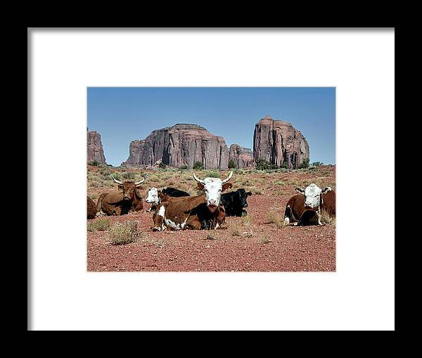 Monument Valley Framed Print featuring the photograph Cows in the Mittens by Louis Dallara