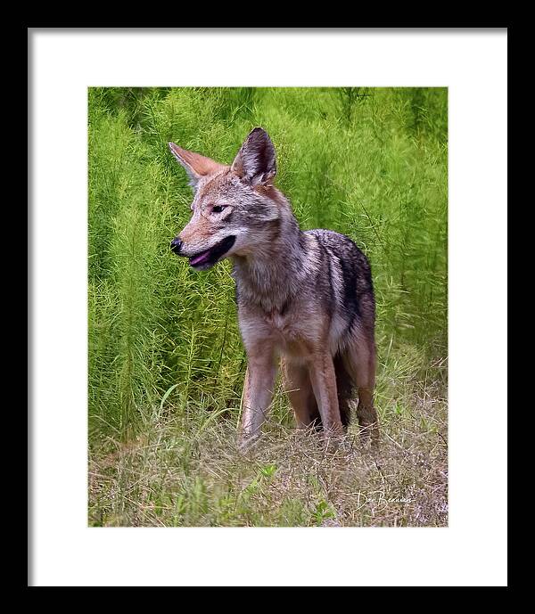 Coyote Framed Print featuring the photograph Coyote #3976 by Dan Beauvais