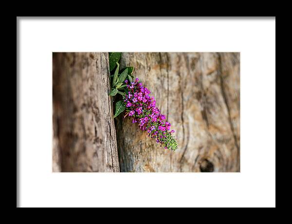 Copyright Elixir Images Framed Print featuring the photograph Coyote Fence Purple Flower by Santa Fe