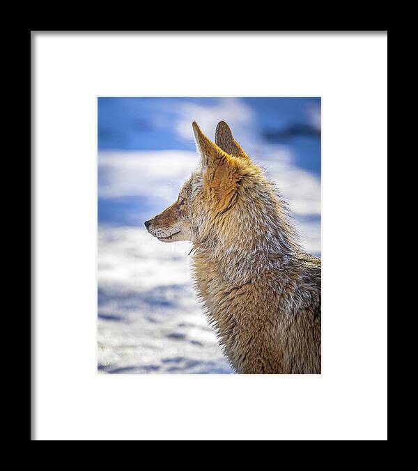 Boise Idaho Framed Print featuring the photograph Coyote Portrait by Mark Mille