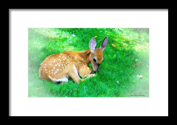 Nature Wildlife Fawn Framed Print featuring the photograph Cozy Fawn by Mary Walchuck