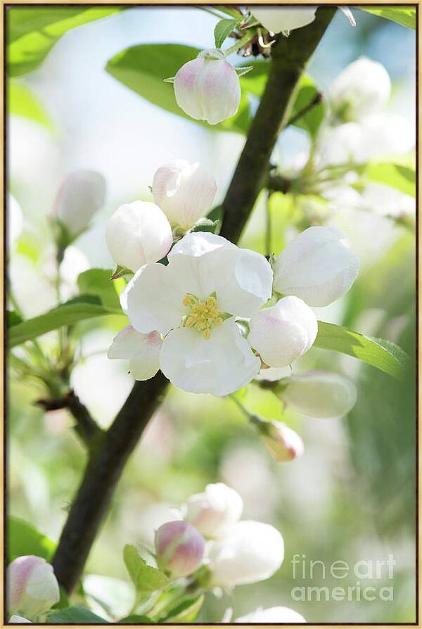 Crab Apple Tree Blossom by Tim Gainey