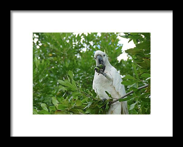 Birds Framed Print featuring the photograph Cracking A Tough Nut by Maryse Jansen