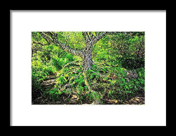 Tree Framed Print featuring the photograph Craggy Pinnacle Trail Tree by Allen Nice-Webb