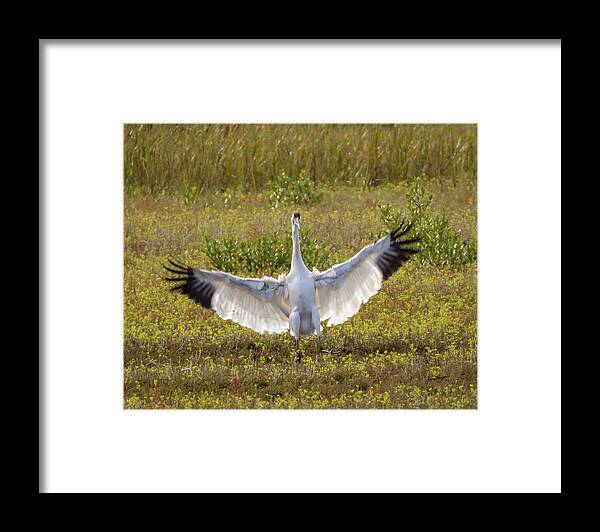 Whooping Crane Framed Print featuring the photograph Crane Dance by Jurgen Lorenzen