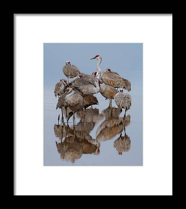 Sandhill Cranes Framed Print featuring the photograph Crane Stack by Mary Hone