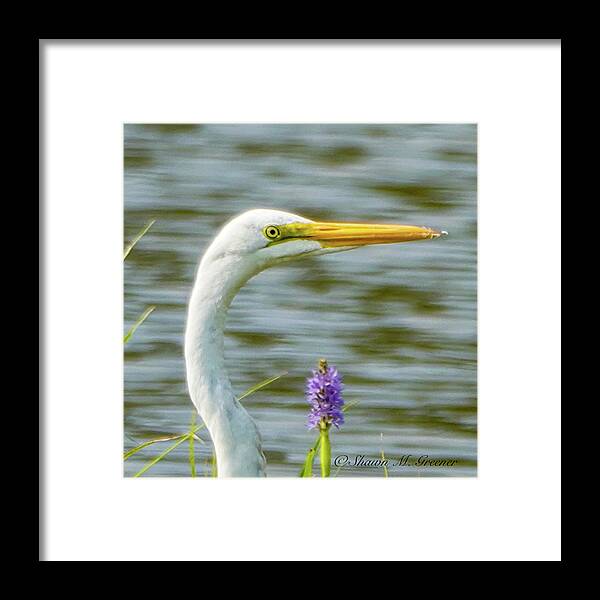 Birds Framed Print featuring the photograph Cranes and Lilacs Profile by Shawn M Greener