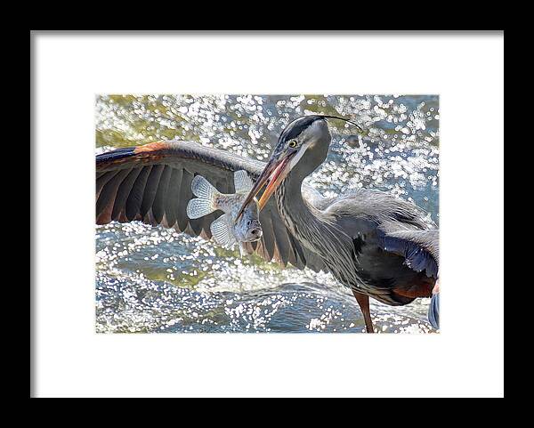 Great Blue Heron Framed Print featuring the photograph Crappie Day by Michael Frank