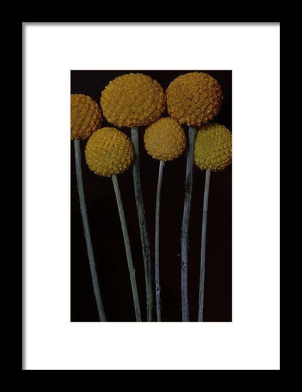 Macro Framed Print featuring the photograph Craspedia 4268 by Julie Powell