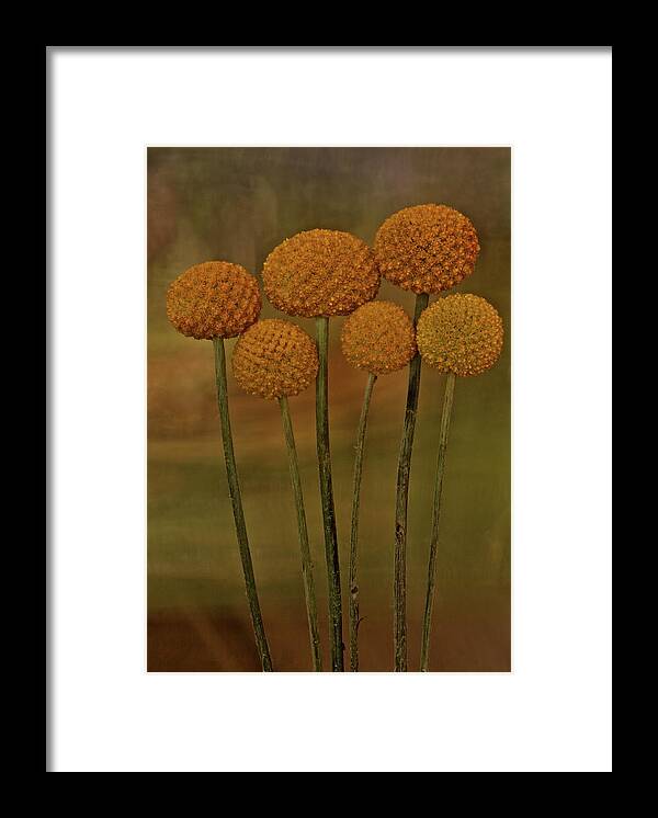 Botanical Framed Print featuring the photograph Craspedia 4310 by Julie Powell