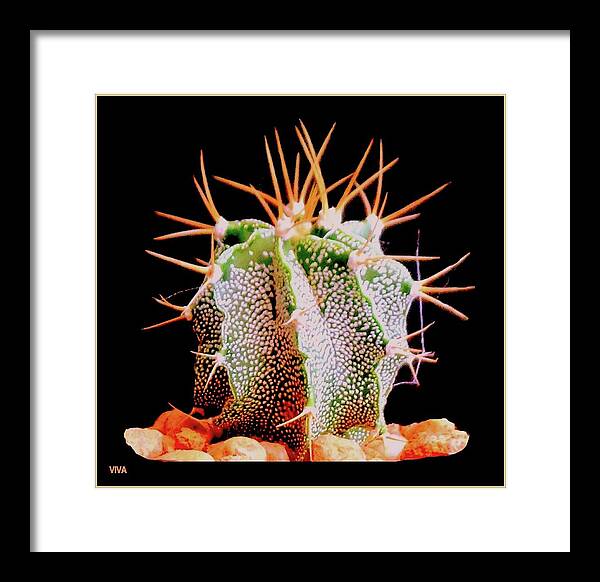Cactus Framed Print featuring the photograph Crazy Cactus by VIVA Anderson