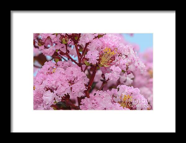 Crepe Myrtle Framed Print featuring the photograph Crepe Myrtle Flowers by Olga Hamilton