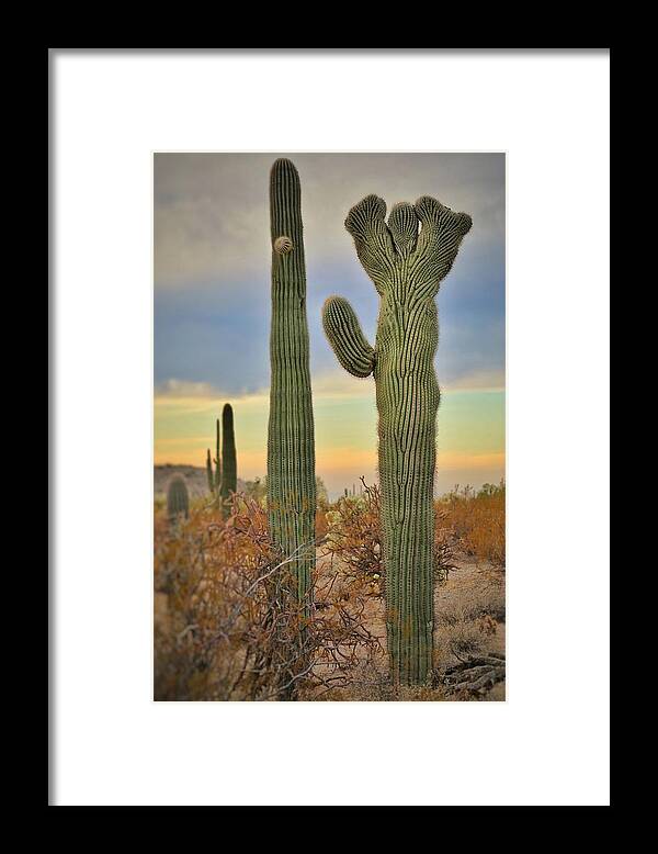 Landscape Framed Print featuring the photograph Crested Cactus by Go and Flow Photos