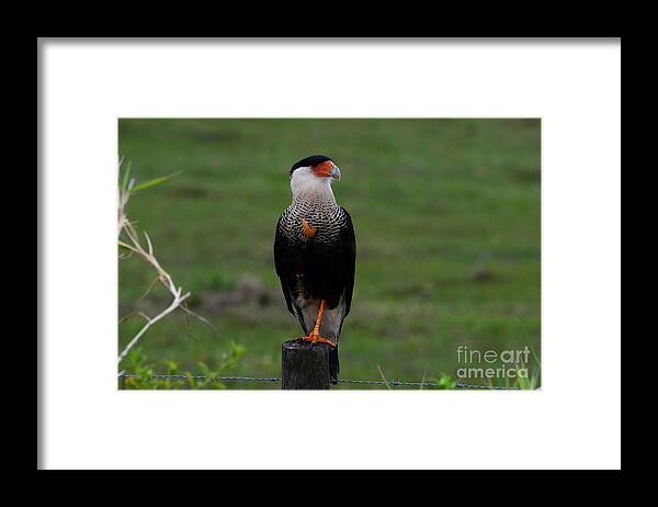 Crested Caracara Framed Print featuring the photograph Crested Caracara by Steve Brown