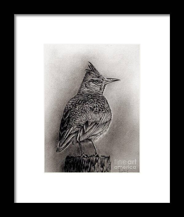 Drawing Framed Print featuring the drawing Crested Lark by Paula Ludovino
