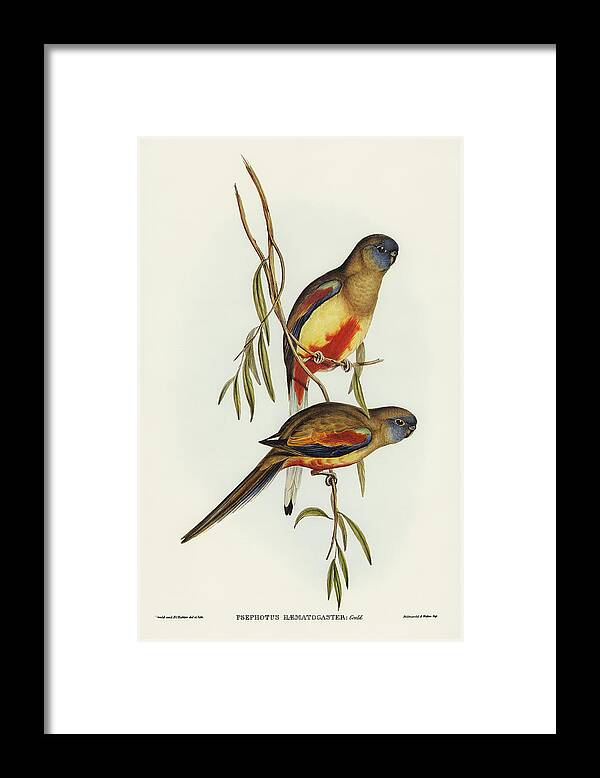Crimson-bellied Parakeet Framed Print featuring the drawing Crimson-bellied Parakeet, Psephotus haematogaster by John Gould