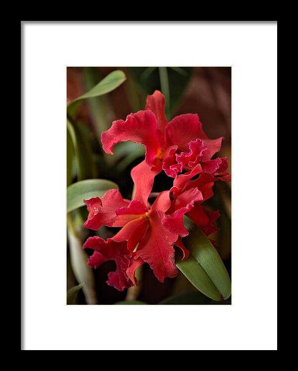 Orchid Framed Print featuring the mixed media Crimson Cattleya Orchids by Nancy Ayanna Wyatt