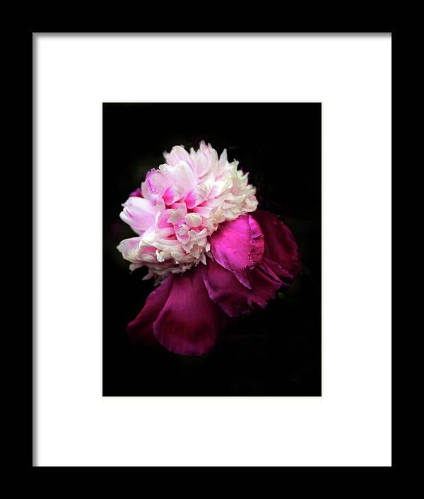 Peony Framed Print featuring the photograph Crimson Confection by Jessica Jenney