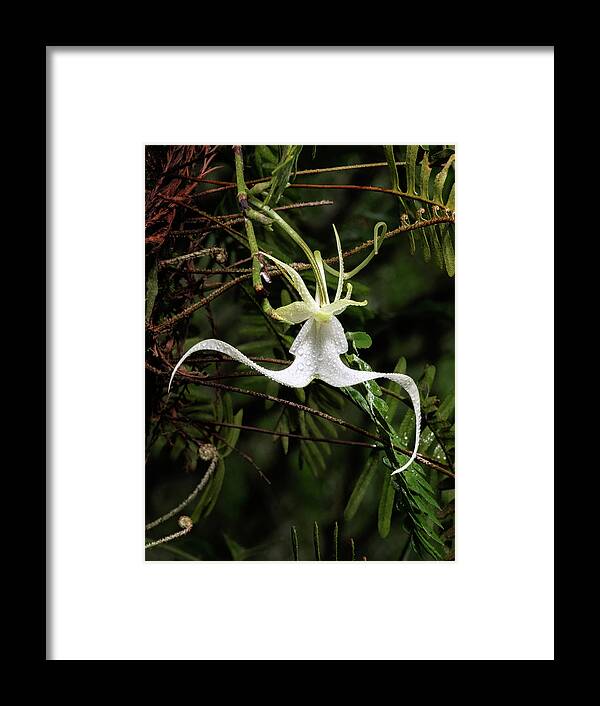 Big Cypress National Preserve Framed Print featuring the photograph Crooked Ghost Orchid by Rudy Wilms