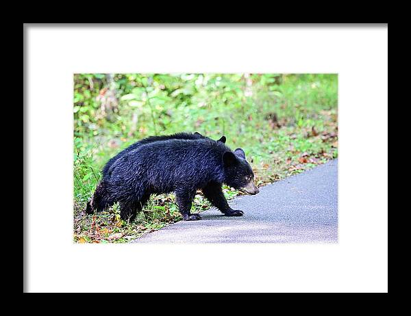 Wildlife Framed Print featuring the photograph Crossing Cubs by Ed Stokes