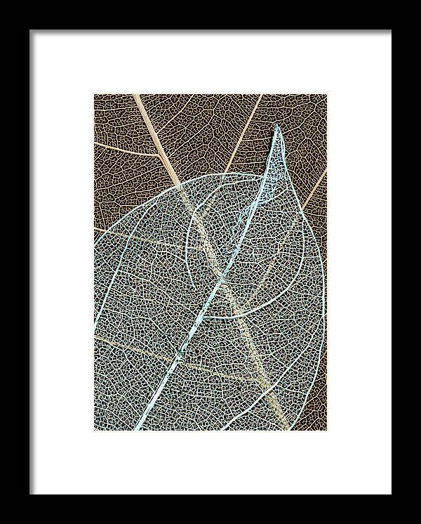 #leaf #skeleton #intersecting #layers #minimalist #art #simplicity #clean #contrasts #curiosity #office Art #isolation #neatness #patterns #photo #still Life #wall Art #solitary #two #double #combined #lines #repetition #modern Decor #shabby Chic Decor #traditional Decor Framed Print featuring the photograph Crossroads Of The Skeleton Leaves by Gary Slawsky