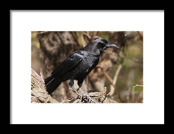Crow Framed Print featuring the photograph Crow 5361 by John Moyer