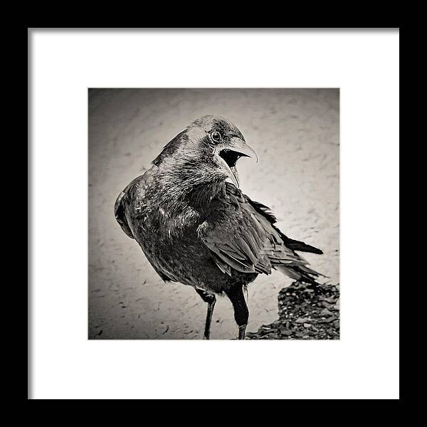 Crow Bird Black White Framed Print featuring the photograph Crow by John Linnemeyer