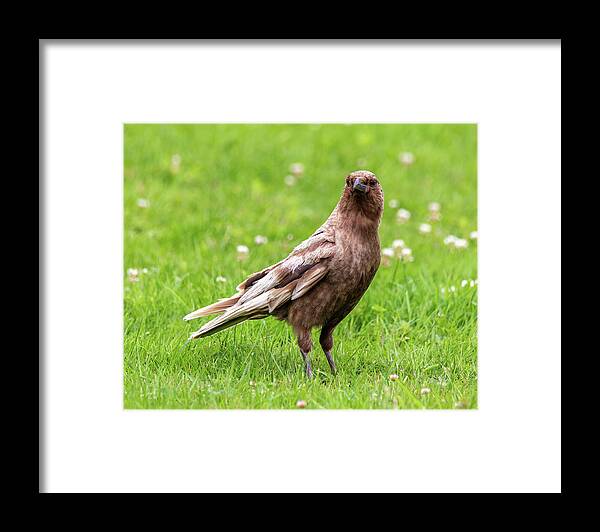 Crow Framed Print featuring the photograph Crow7374 by Pamela S Eaton-Ford