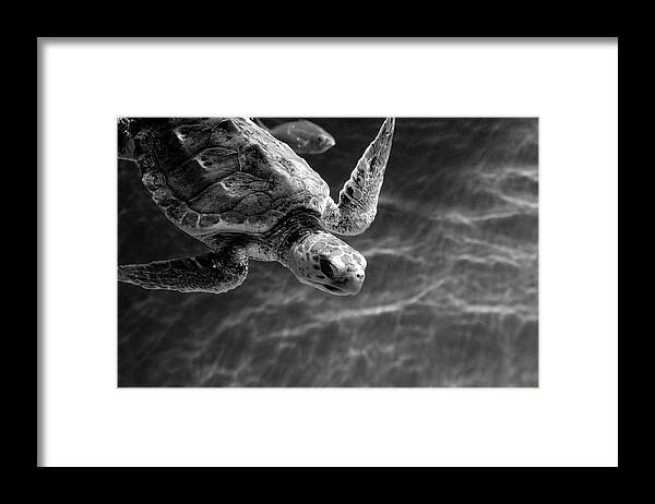Turtle Framed Print featuring the photograph Cruising by Gina Cinardo