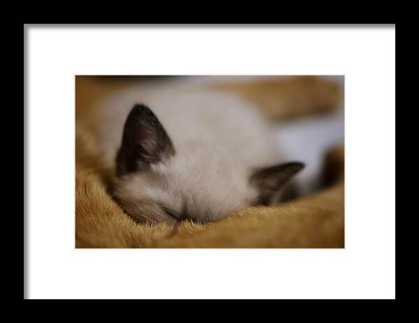 Kitten Framed Print featuring the photograph Cuddles with uncle Sunny by DArcy Evans