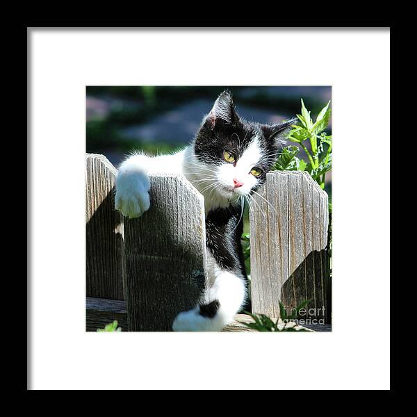 Kitten Framed Print featuring the photograph Cuddly Kitten by Shirley Dutchkowski