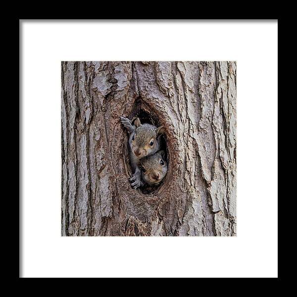 Squirrels Framed Print featuring the photograph Curiosity.  Two Little Squirrels by Carol Senske