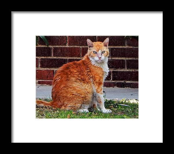 Cat Framed Print featuring the photograph Curious Cat by Andrew Lawrence